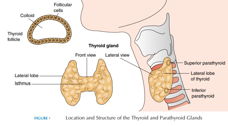 Thyroid Gland - The Endocrine Glands