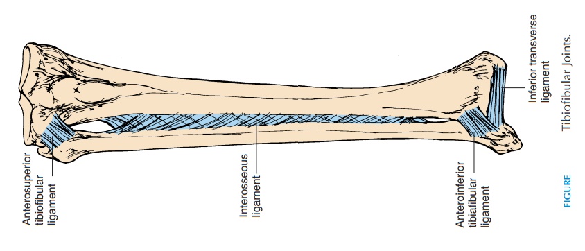 Tibiofibular Joint (Proximal and Distal)