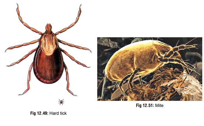Ticks and Mites - Venomous Creature