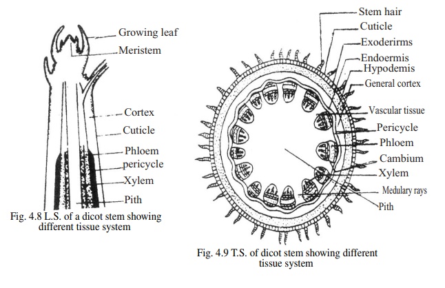 Tissue System and types of Tissue System