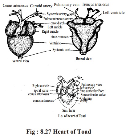 Toad: Blood vessels(Artery, Vein and Capillary)