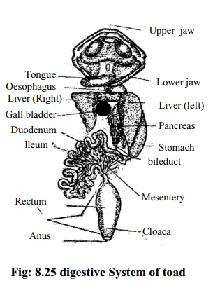 Toad: Digestive system