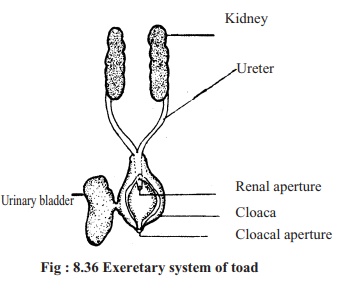 Toad: Excretory system