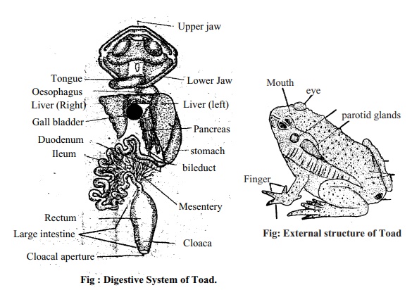 Toad: External Features, Digestive System, Method of Dissection, Skeleton