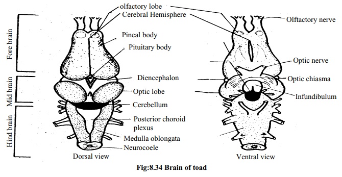 Toad: Structure of brain