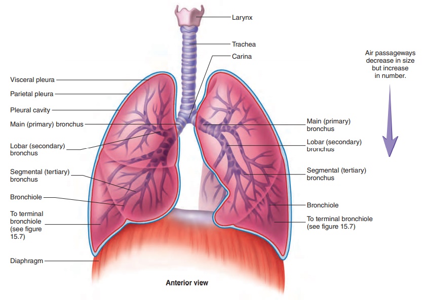Trachea - Anatomy of the Respiratory System