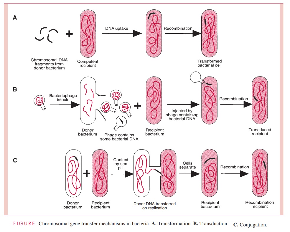 Transduction - Genetic Exchange in Bacteria