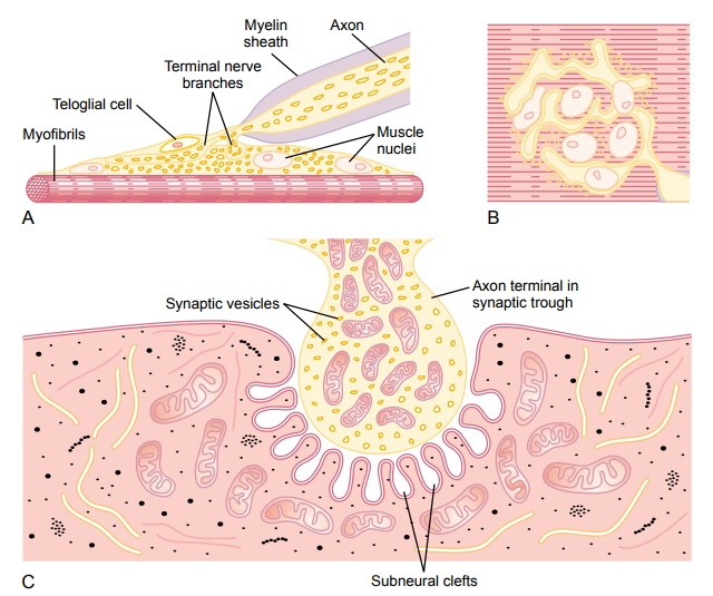 Transmission of Impulses from Nerve Endings to Skeletal Muscle Fibers: The Neuromuscular Junction