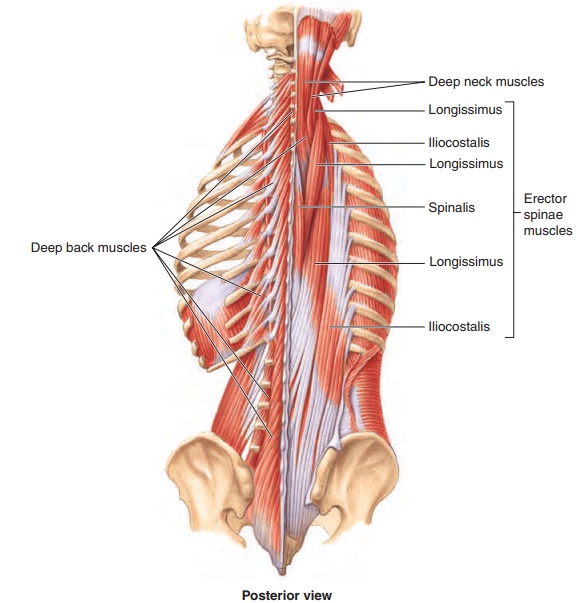 Trunk Muscles
