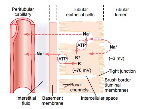 Tubular Reabsorption Includes Passive and Active Mechanisms