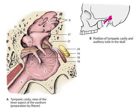 Tympanic Cavity - Structure of Middle Ear