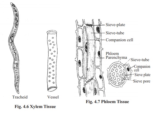Types of Complex permanent tissue and its Functions