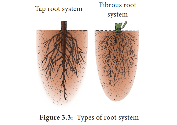 Types of root
