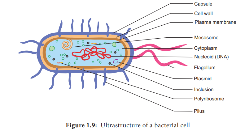 Ultrastructure of a Bacterial cell