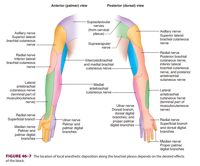 Upper Extremity Peripheral Nerve Blocks: Brachial Plexus Anatomy