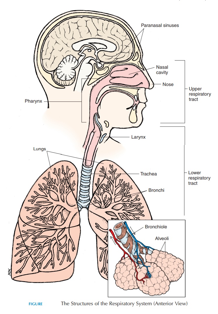 Upper Respiratory Tract - Anatomy of the Respiratory System