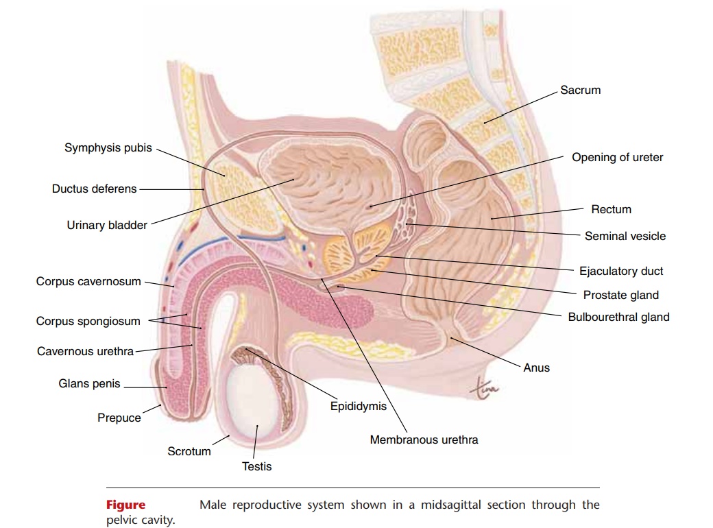 Urethra-Penis