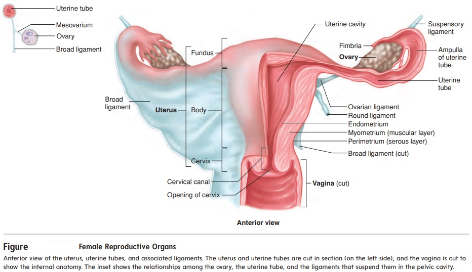 Uterus - Female Reproductive System