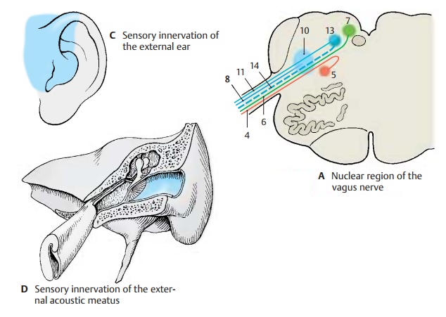 Vagus Nerve - Cranial Nerves (V, VII - XII)