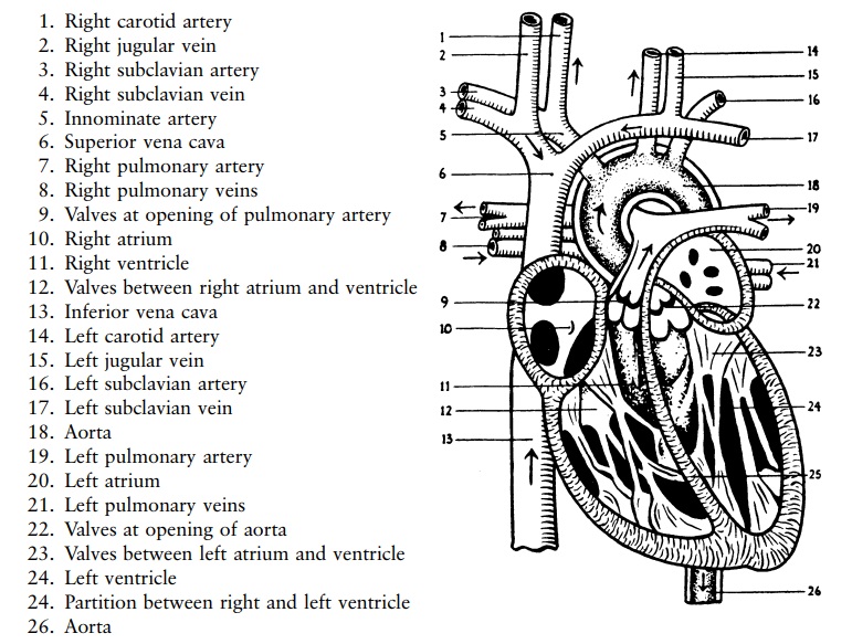 Valves of the heart - Circulation of the blood