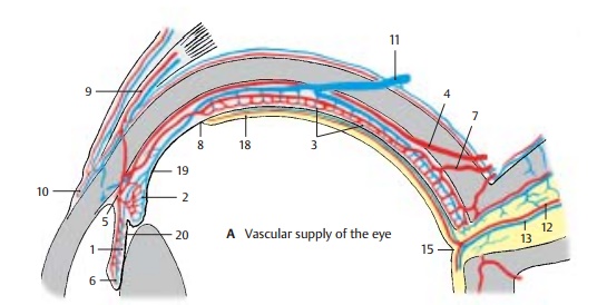 Vascular Supply - Structure of the Eye