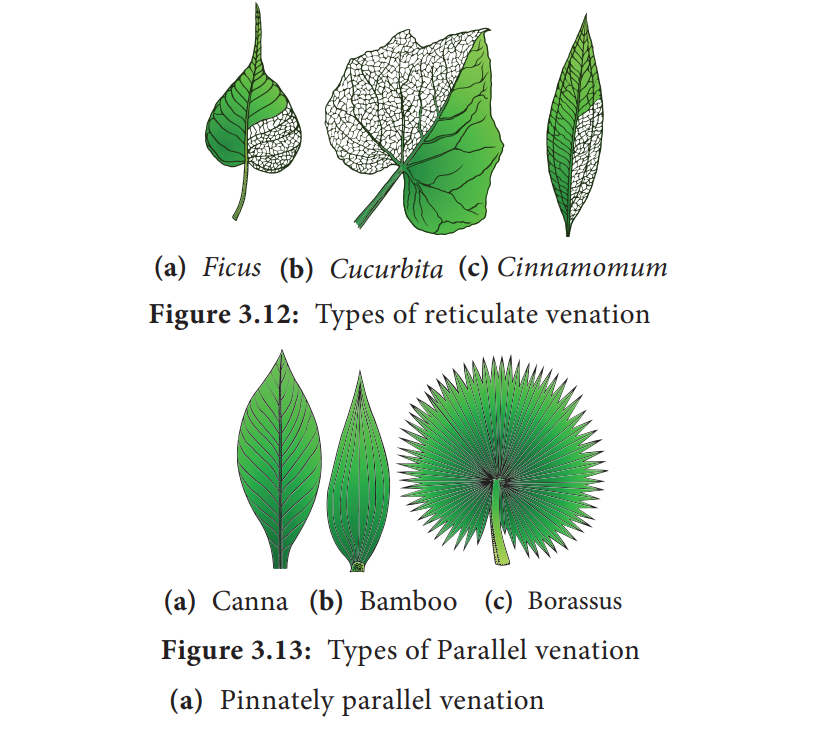 Venation and its Types