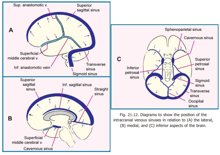 Venous Drainage of the Brain - Blood Supply of Central Nervous System
