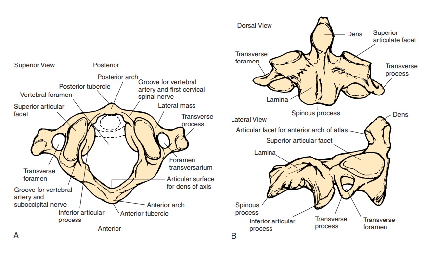 Vertebral Regions and Spinal Curvatures - The Vertebral Column