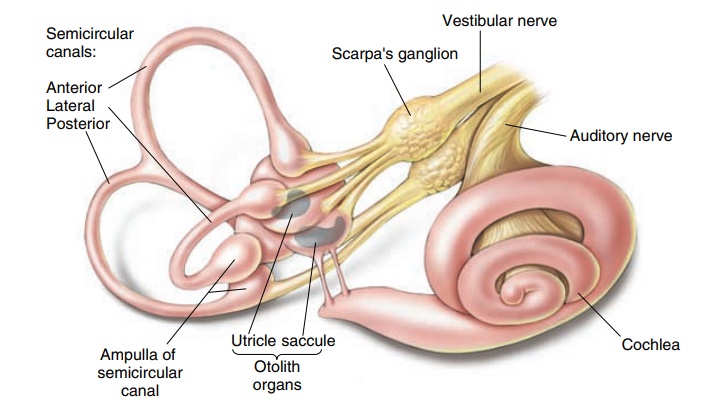 Vestibular Apparatus - Control of Posture and Movement