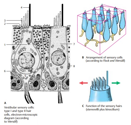 Vestibular Sensory Cells - Structure of The Ear