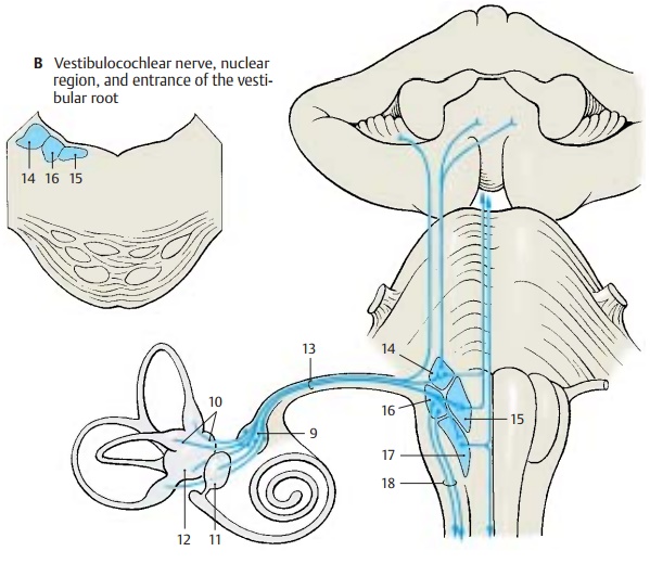 Vestibulocochlear Nerve - Cranial Nerves (V, VII - XII)