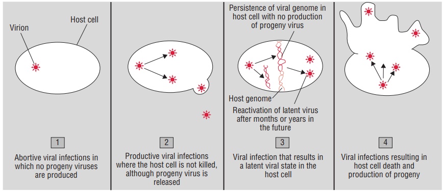 Viral Pathogenesis at the Cellular Level