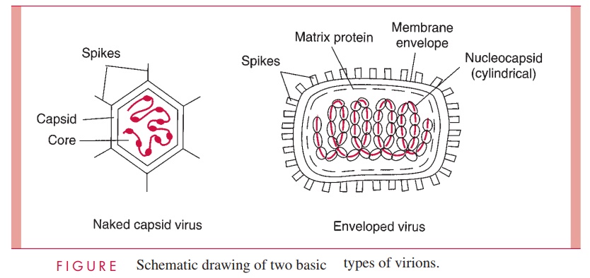 Virion Size and Design - Viral Structure