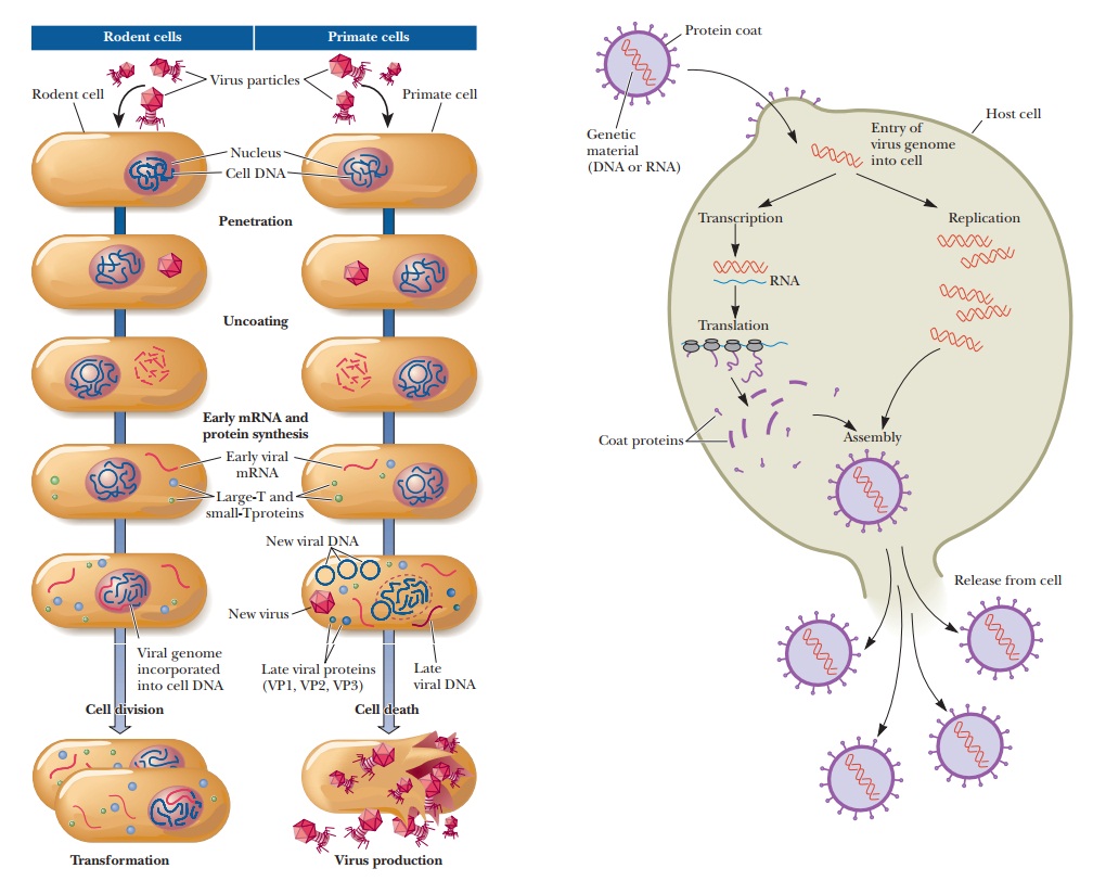 Virus Life Cycles
