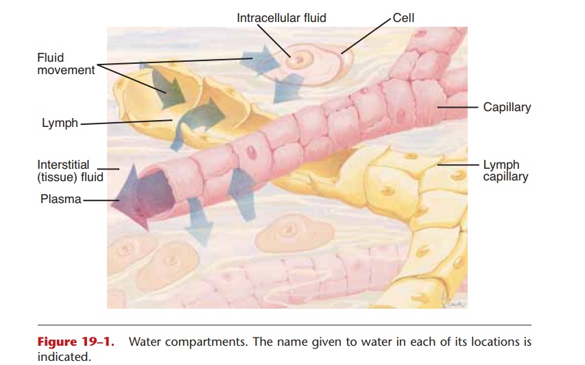 Water Compartments in Human body