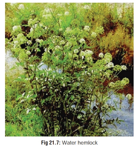 Water Hemlock(Cicuta maculata.) - Spinal and Peripheral Neurotoxic Agents