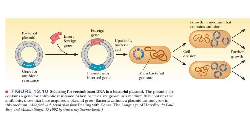 What are plasmids?