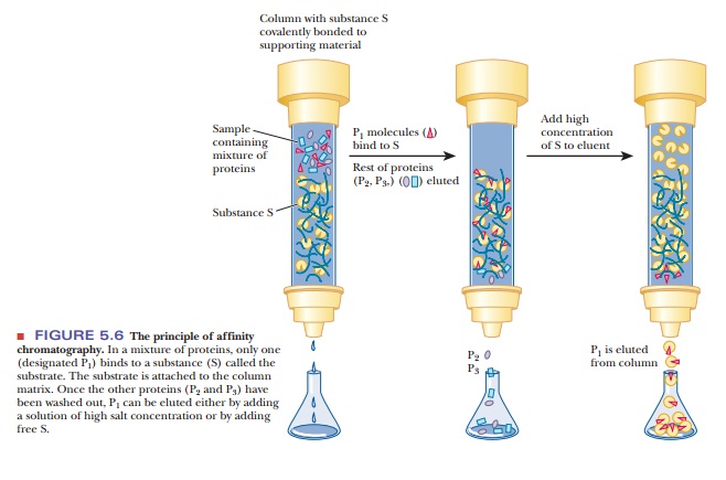 What are the different types of chromatography?