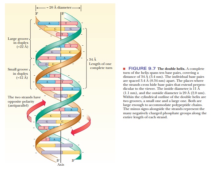 What is the nature of the DNA double helix?