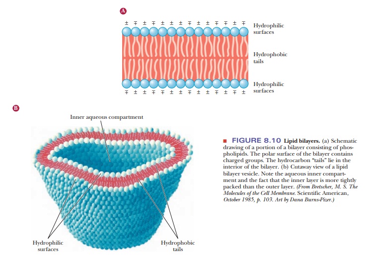 What is the structure of lipid bilayers?