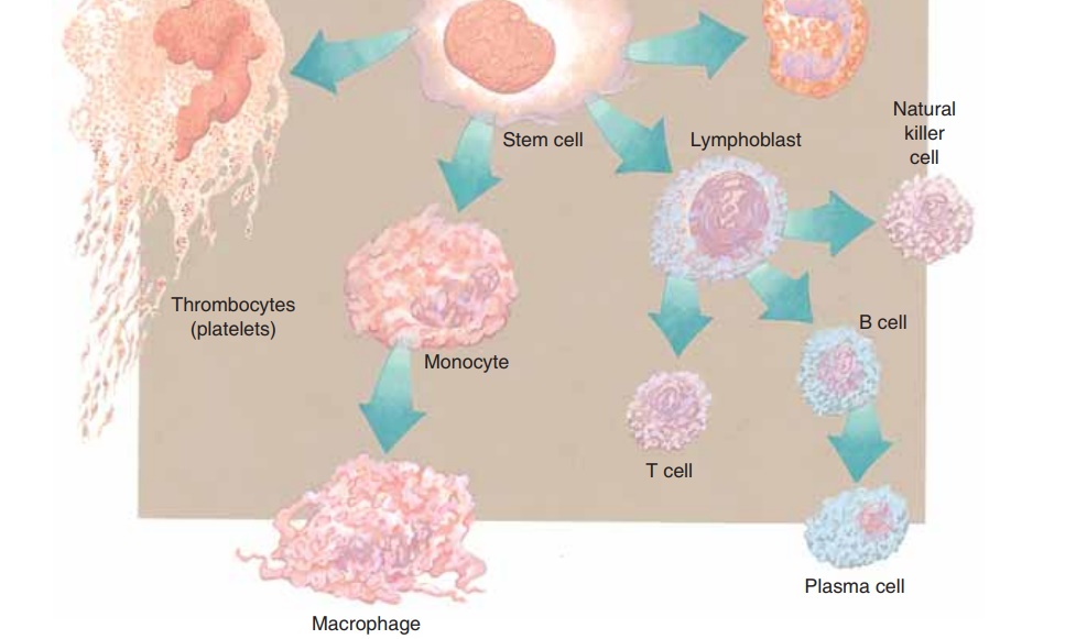 White Blood Cells: Classification and Function