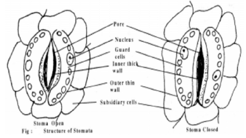 Structure of Stoma and Mechanism of Stomatal Opening and Closing