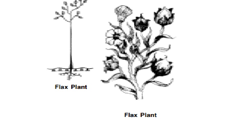 Flax (Linen) - Plant Fibers : History, Growth, Production, Preparation of fiber, Properties