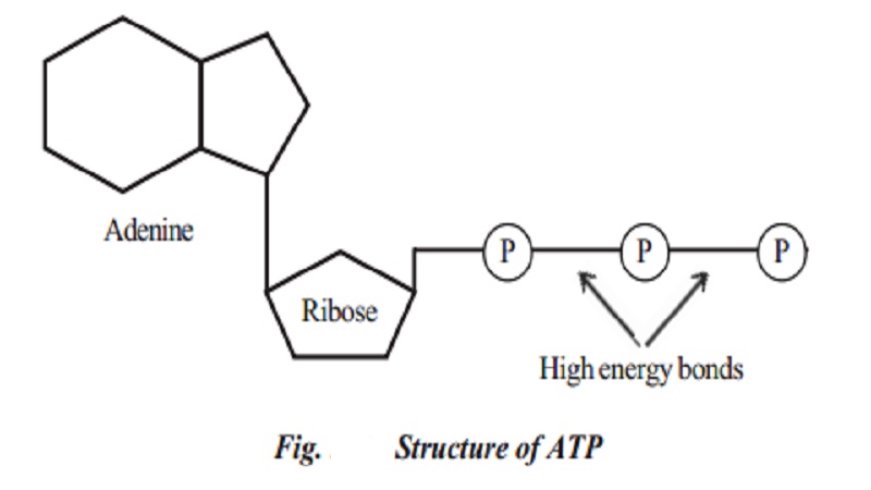 Plant Respiration and structure of ATP