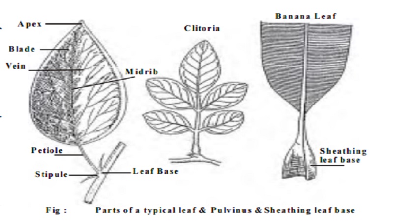 Parts of a Leaf : 1. Leaf base 2. Petiole 3. Lamina