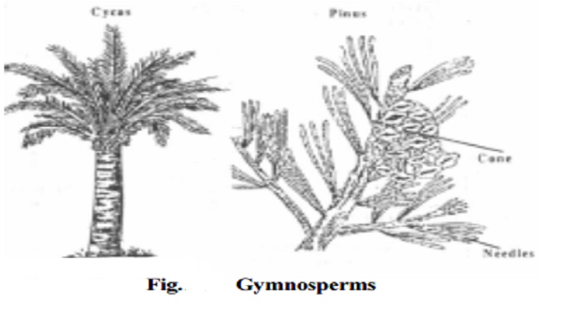 Salient features and Distinguishing features of Gymnosperms