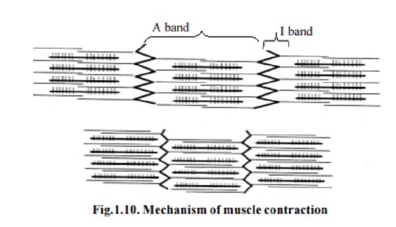 Mechanism and Types of muscle contraction