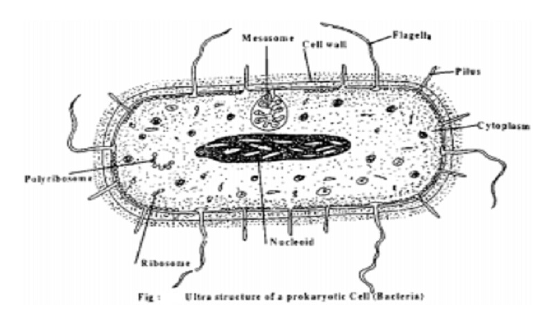 prokaryotic cell And Ultra structure of a prokaryotic cell