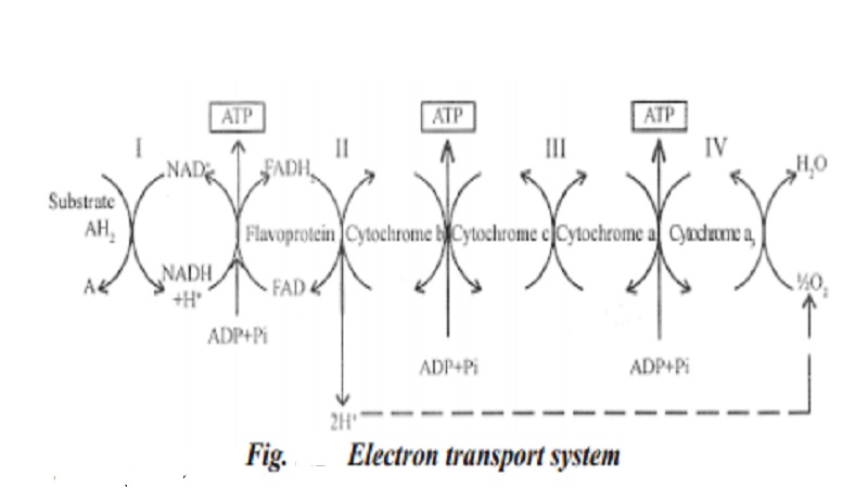 Plant Respiration : Electron transport chain