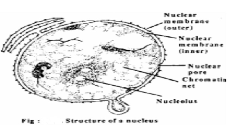 Plant Cell Nucleus And Functions of Plant Cell Nucleus